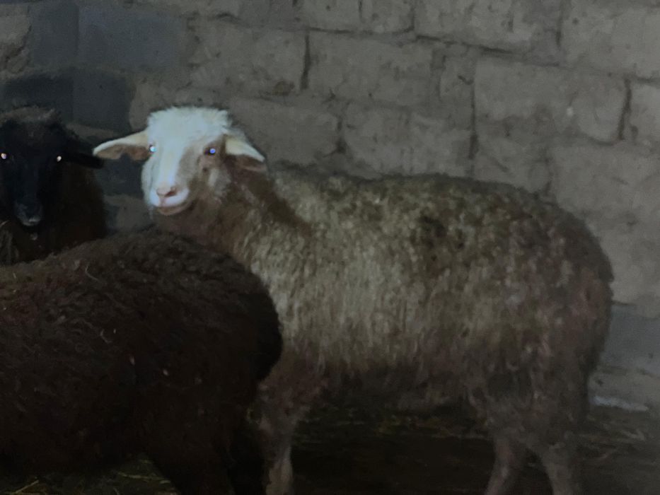 Тоқтылар сатылады семіз