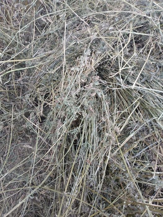 Vând baloti de lucerna coasa 2