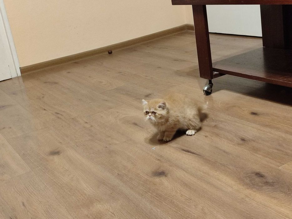 Женска екзотична персийска котка на 7 месеца.