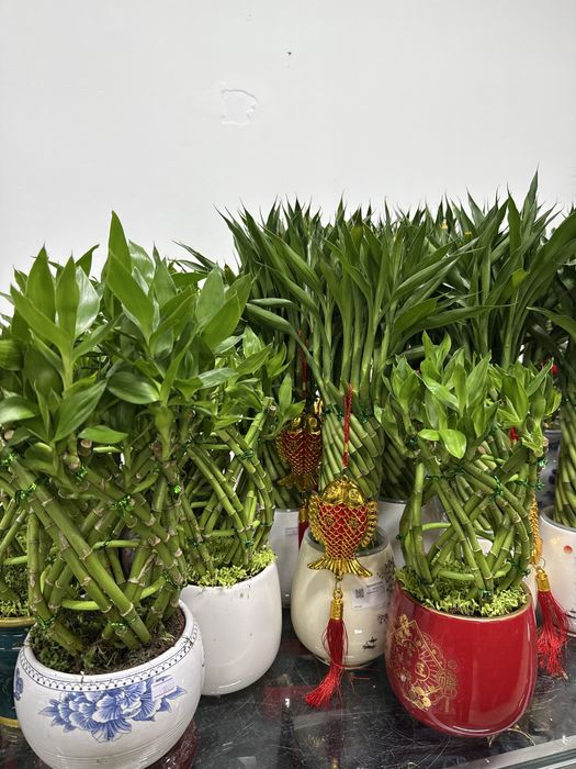 Оригинальный бамбук в керамике