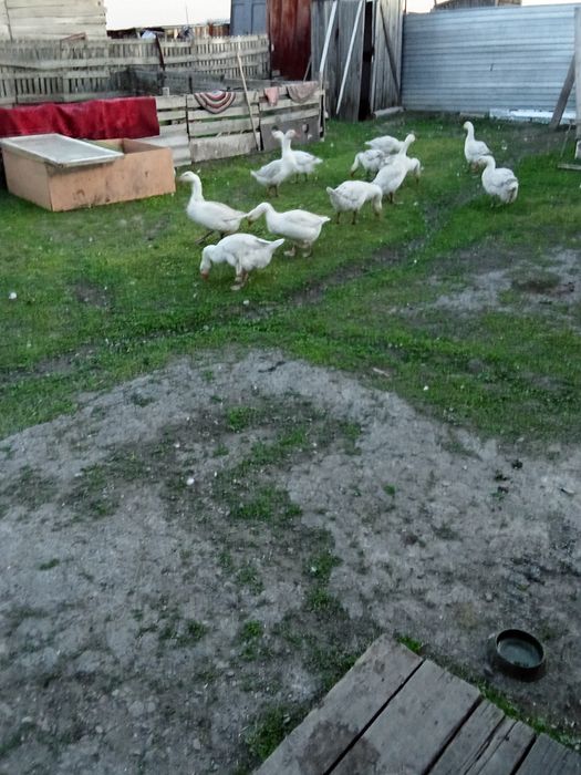 Продам гусей живьём