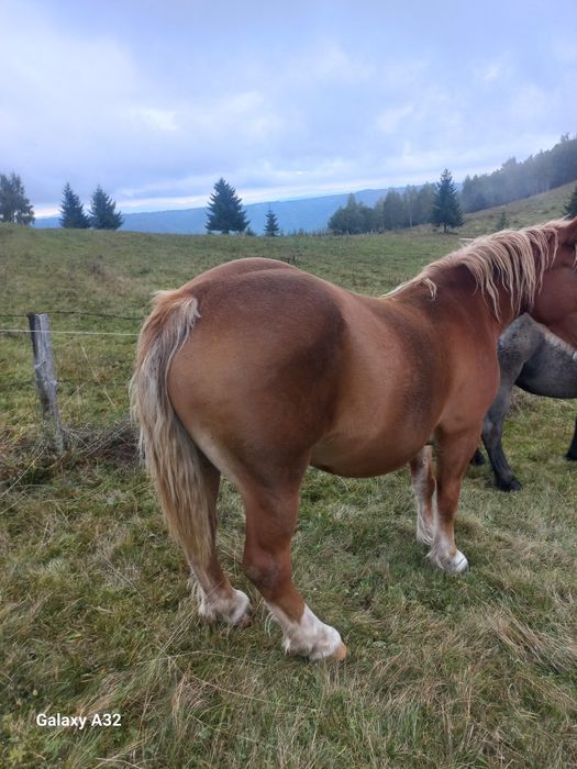 Vand sau schimb iapa din rasa semigreu  fff frumoasa  gestanta