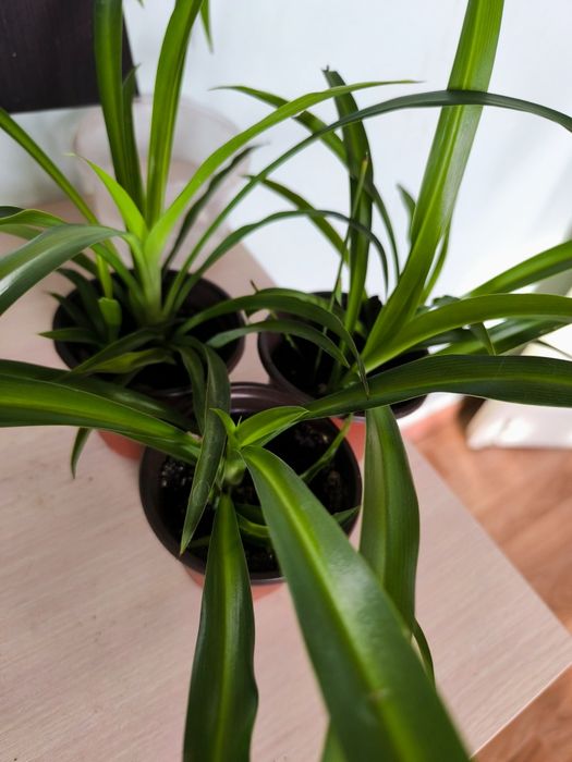 Цветок хлорофитум лучший очиститель воздуха в доме