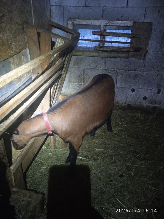 capră alpină franceză prima fătare