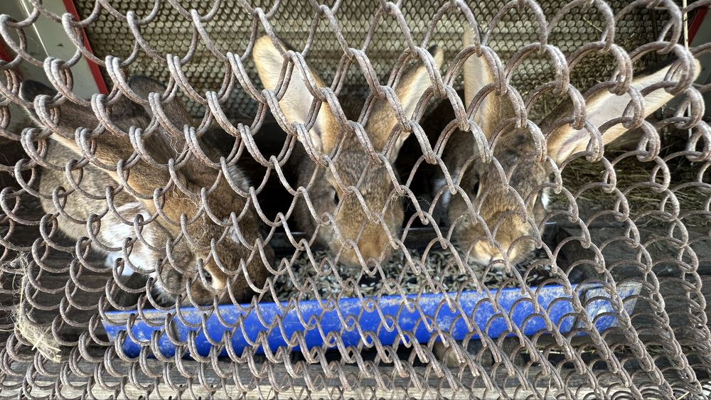 Кролики 5 месяцев