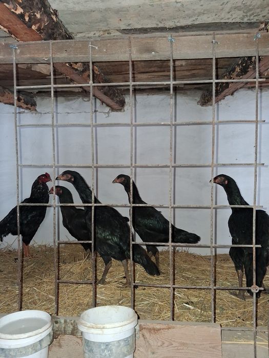 1 кораз , 4 мекен, 7 простой мекен