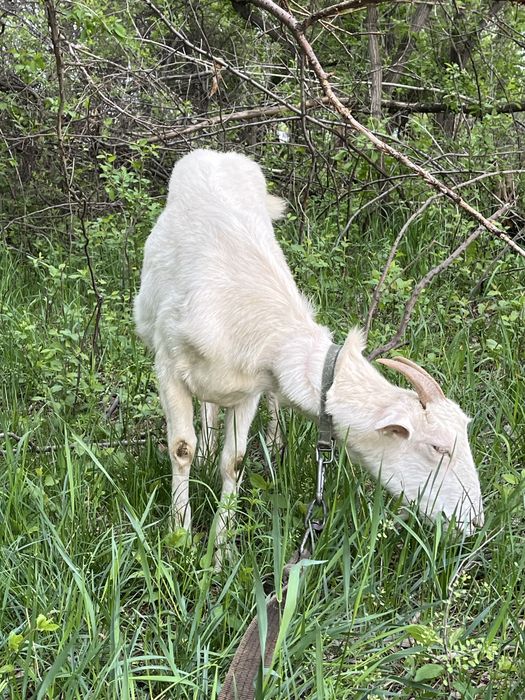 Продам козы домашняя