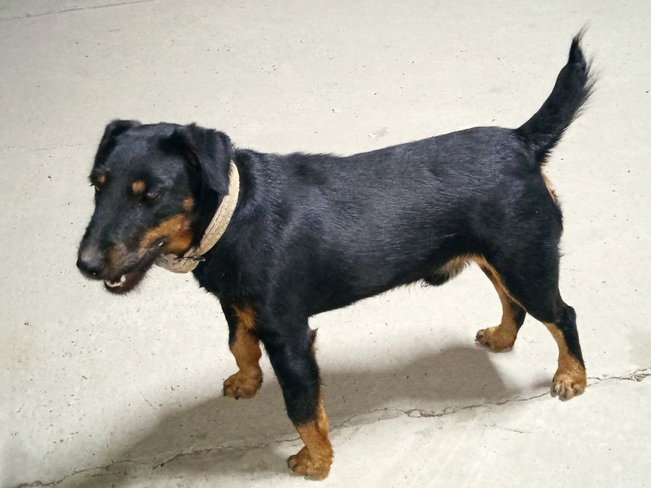 Ягдтерьер, только ВЯЗКА сатылмайды