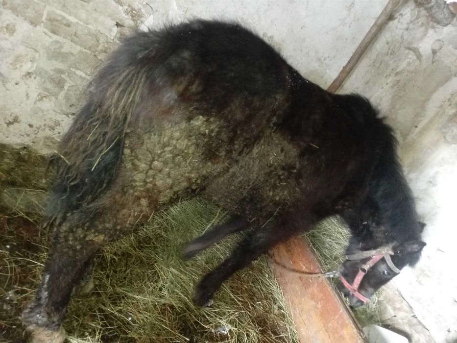 Конче на 7 месеца