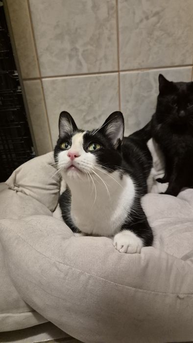 Kiki si Pirata pisicile