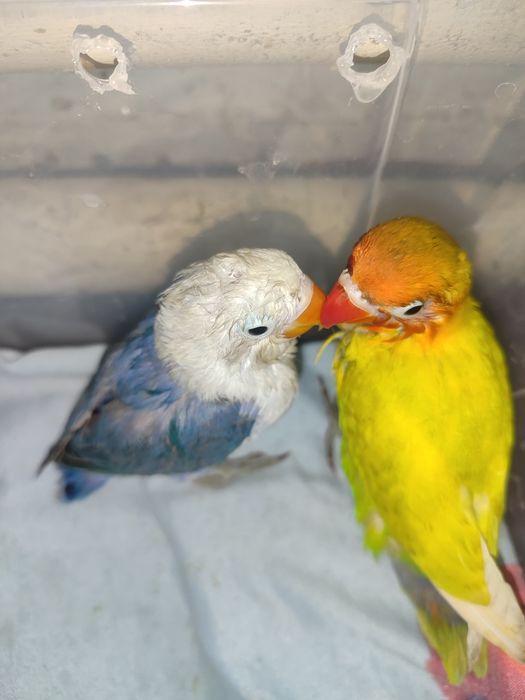 Narxlarini 300mindan hammasi