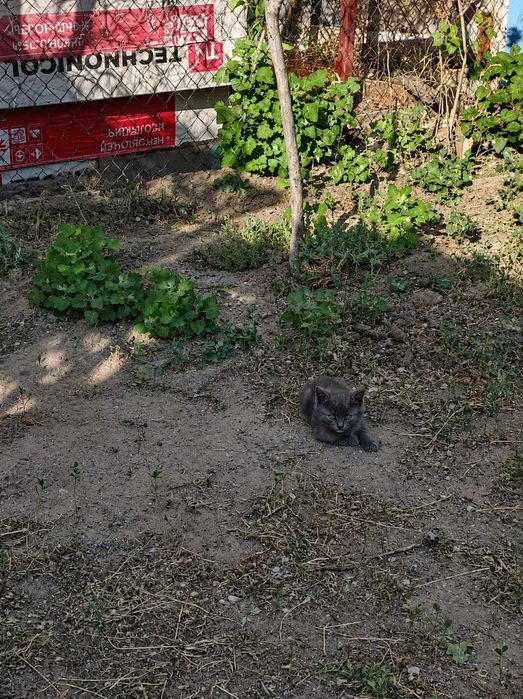 5 Котят ищут свой дом