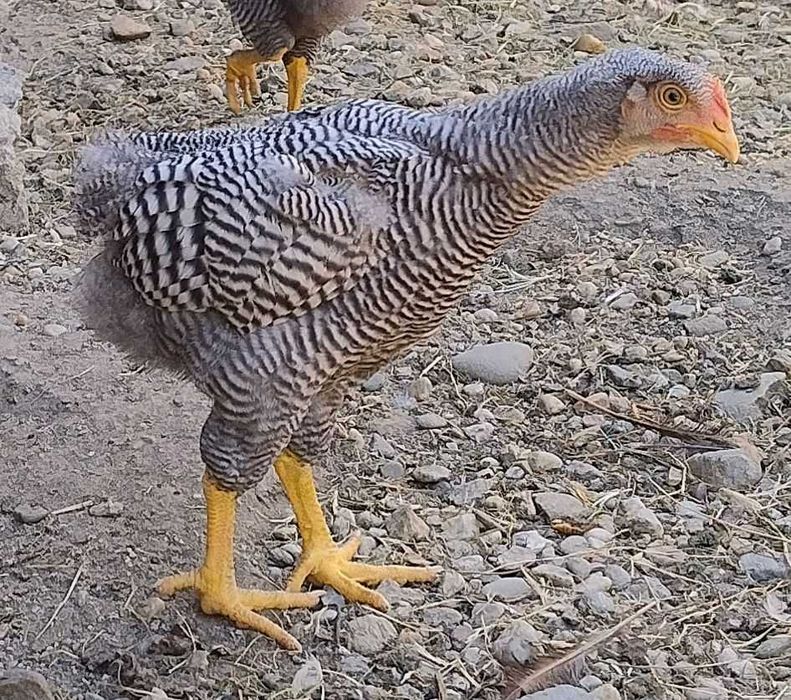 cocosi Plymouth Rock Barat de 3 luni