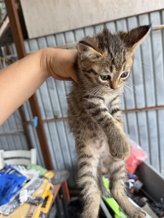 Котята бесплатно