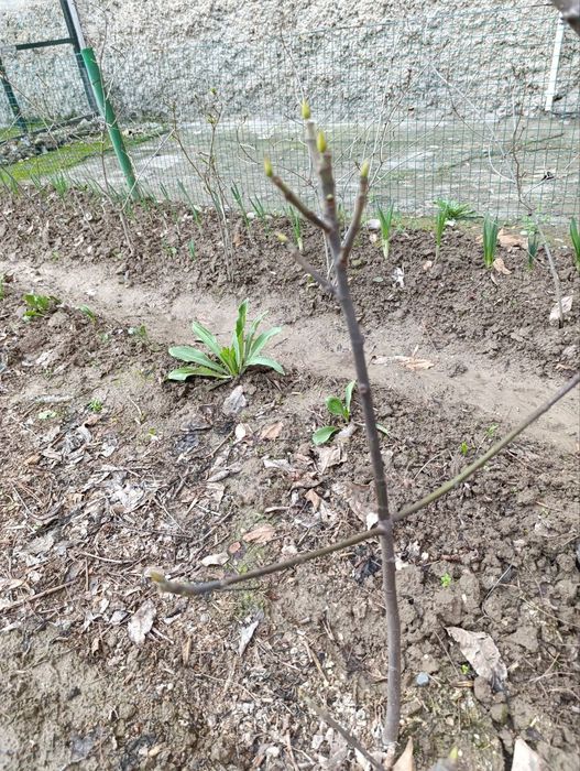 Продаются саженцы черного инжира