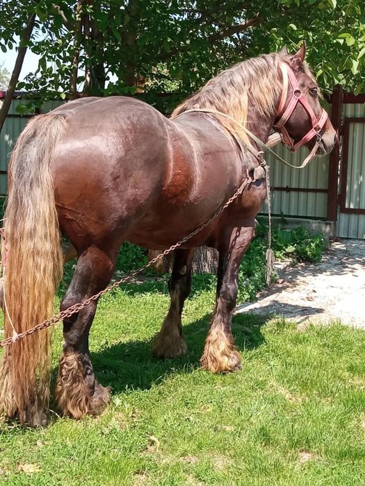 De vânzare harmăsar sau schimb cu un murg detalii la telefon 0741980846
