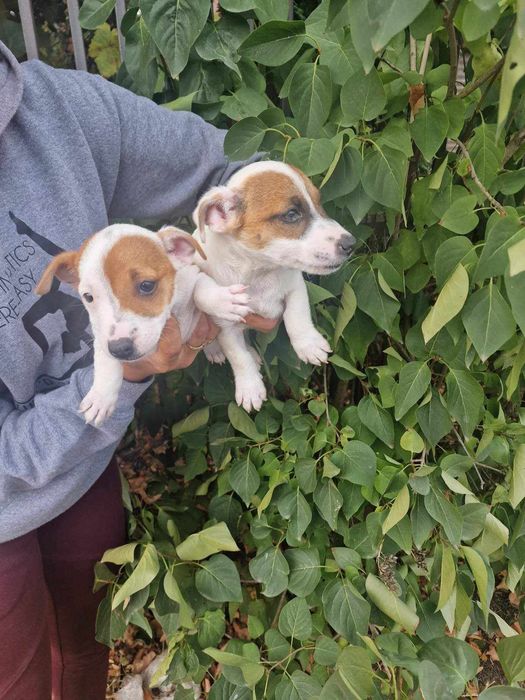 Мини Джак Ръсели