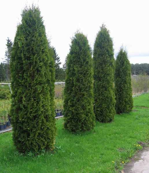 Vand tuia 2 - 3m / smaragd si columnaris