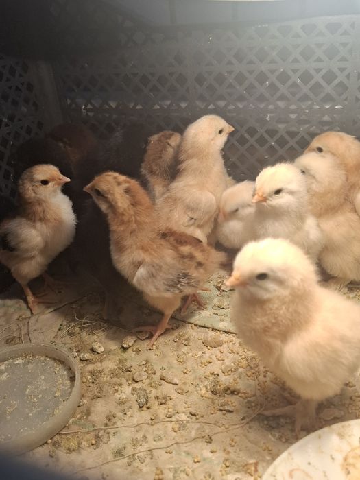 Продам цыплят домашних