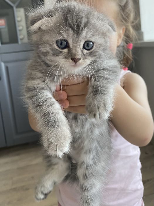 Шотландский вислоухий котенок