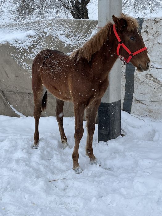 Еркек тай сатылады
