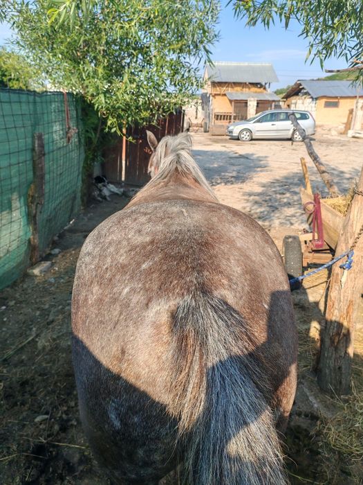 Mânză de vânzare
