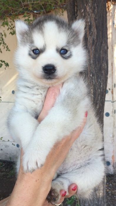 Серебристая красотка