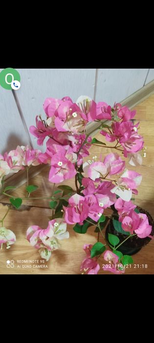 Продам черенки от 1000