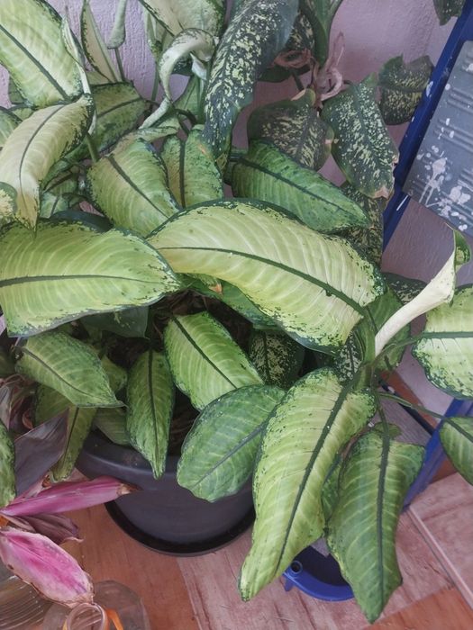 Комнатные растения Крупномеры лимон,монстера