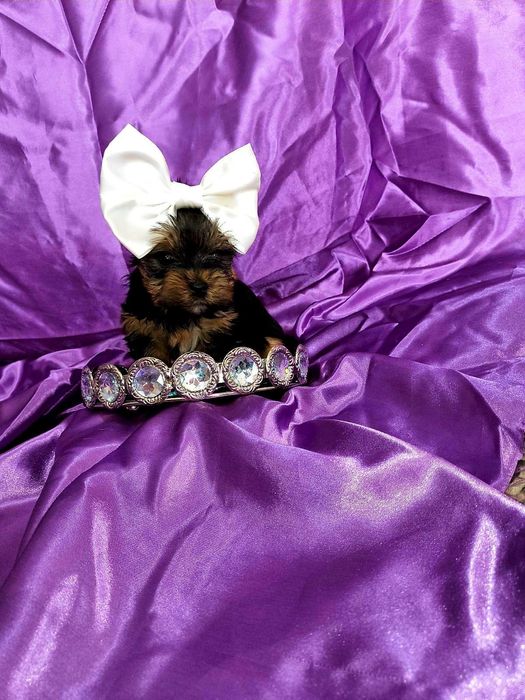 Йоркширски териер мини