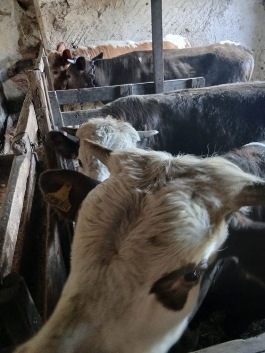 Продам откорм телок и бычков