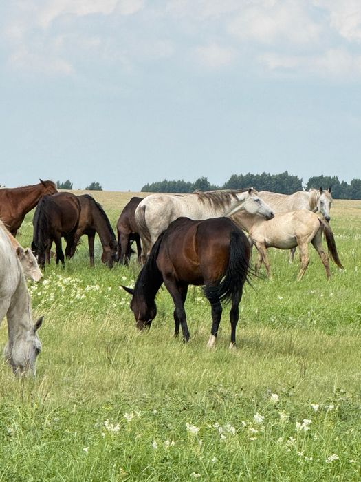Продам кобылу с жеребенком, и кобыла  ,заряженная хороших кровей
