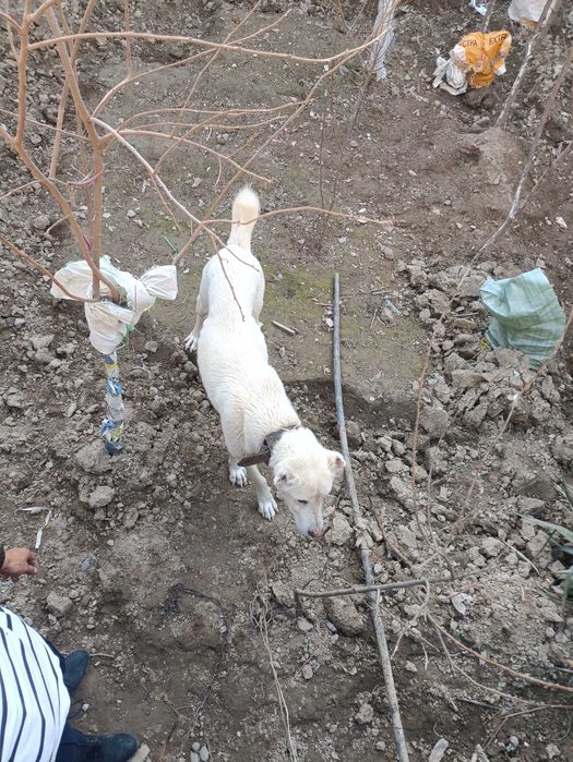 Собака охохотничий