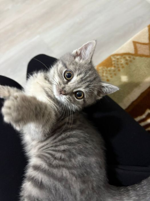 Кошка британский