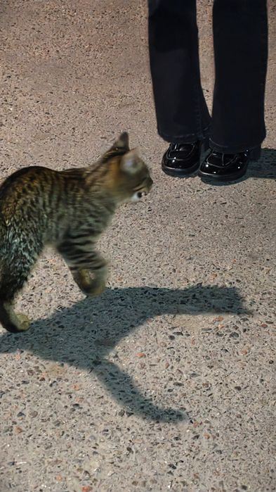 Котенок ищет дом