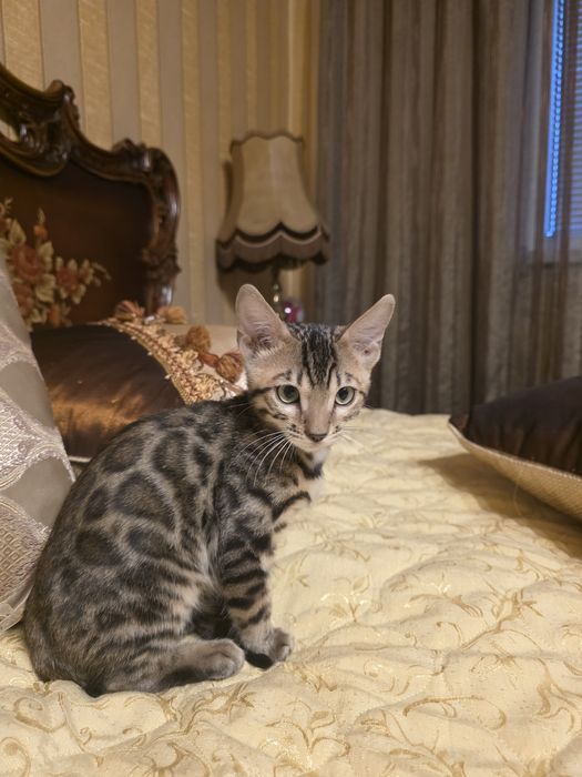 Бенгалски котета