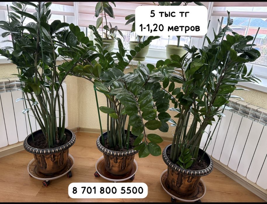 Домашние цветы в горшках