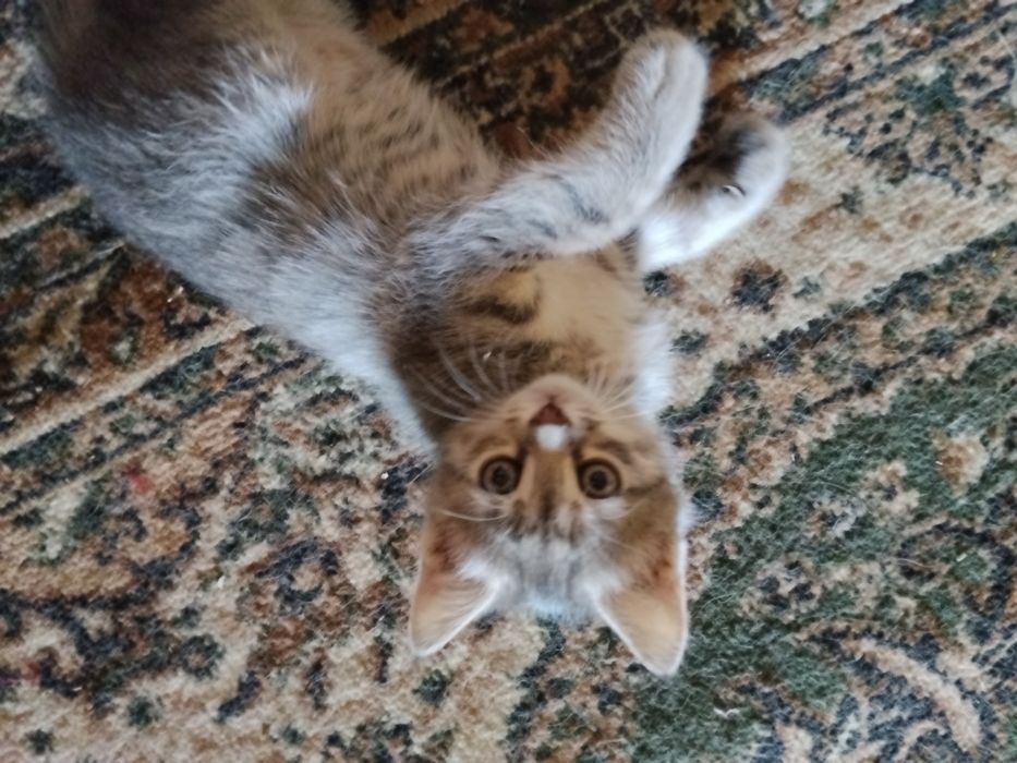 отдадим котят в хорошие руки!