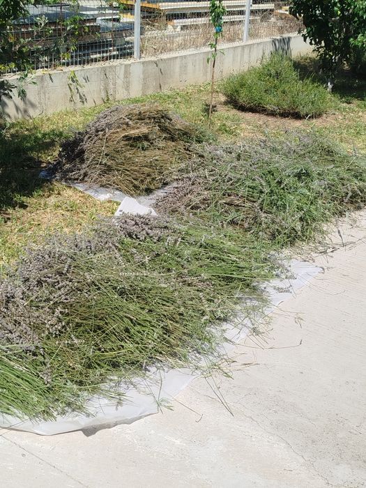 Floare  de lavanda uscata biologica 2026