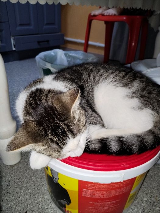 Отдам Котов в добрые руки