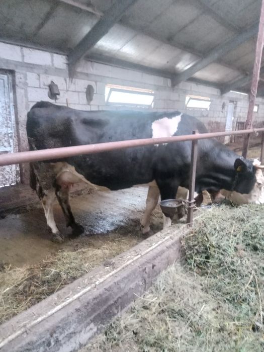 Vaca de vanzare cu vitica de 3 saptamani