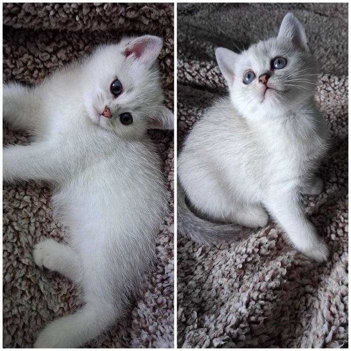 Котета Британки