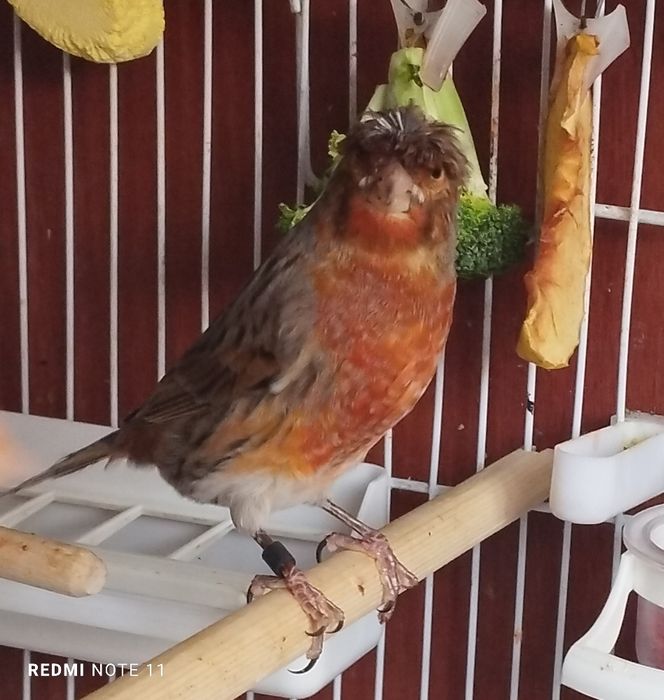 Нар чубатый 11 ойли сайрода