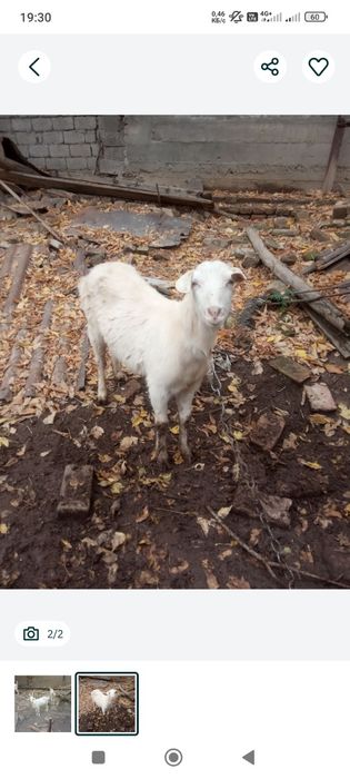 Продаётся козёл ему 4 года на мясо цена 5 млн и цена договорная