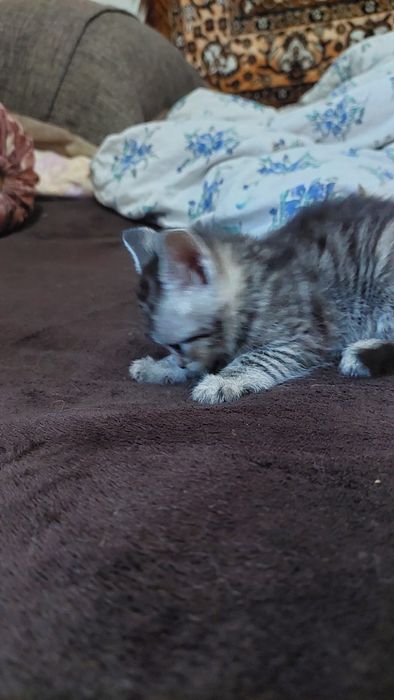 Котята. Г.Шымкент район Казбакалейторг