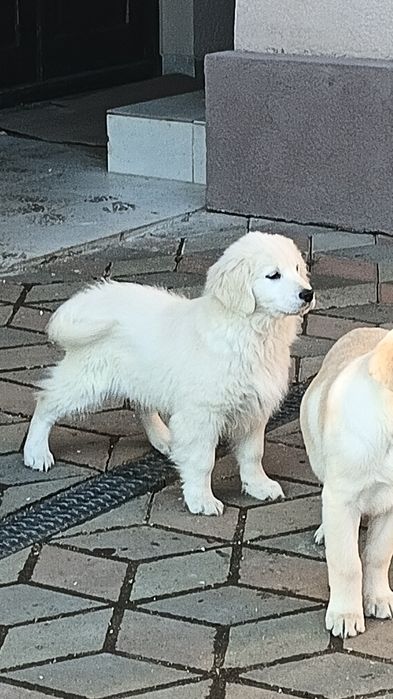 Golden Retriever cu Pedigree FCI