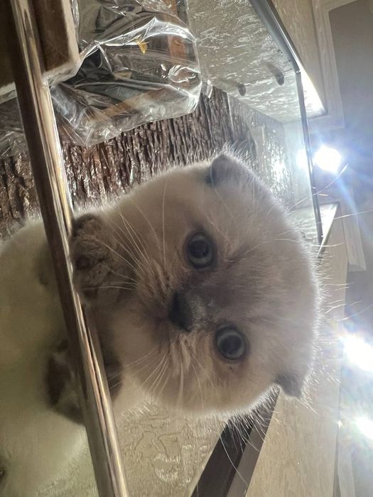 Британский Кошка , Мушук