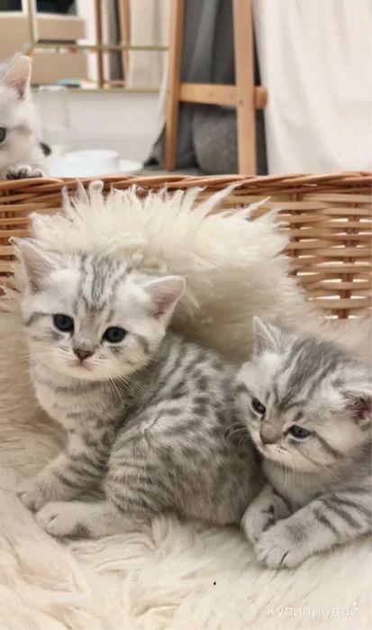 Серебристые Тигрята