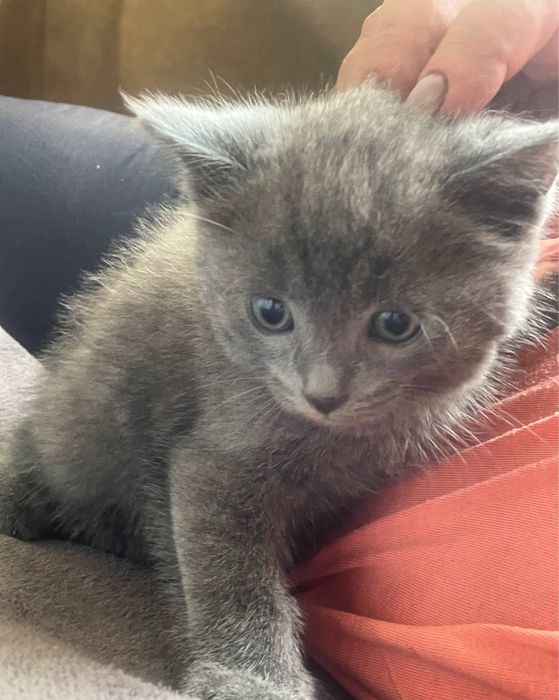 Продаем шотландских котят!