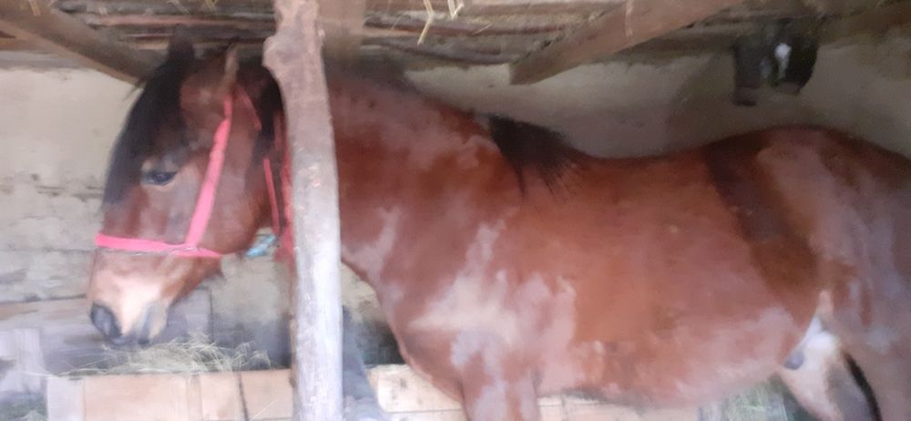 Vând cal castrat 4 ani